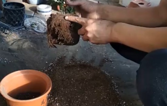 新买的杜鹃花换盆注意