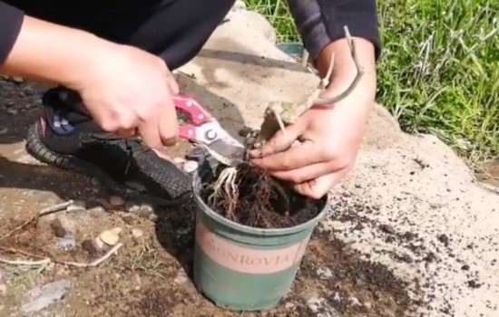 对节白蜡修根后用抹伤口愈合剂吗