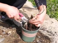 对节白蜡修根后用抹伤口愈合剂吗