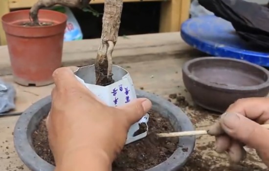 枸杞老桩怎样生根