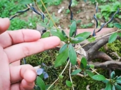 野生映山红什么时候移栽好 冬天移栽能活吗