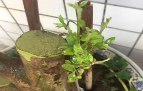 移栽上盆的映山红开花了是不是成活了2