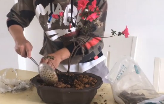 映山红开花了可以移栽吗