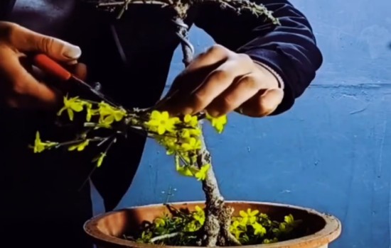 迎春花开完花后怎么养护管理