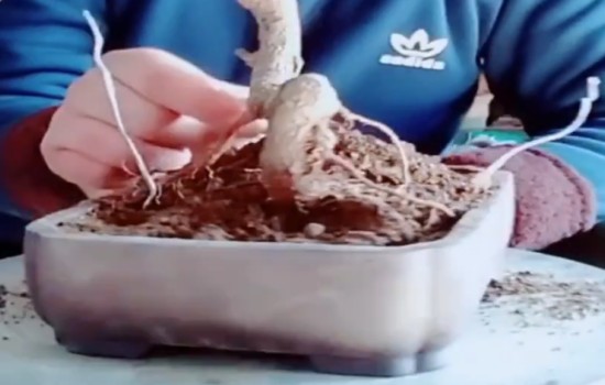 盆栽迎春花怎样换盆换土2