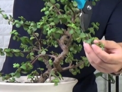 金枝玉叶枝条老是往下长怎么办