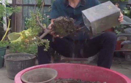 金枝玉叶夏天能换盆吗