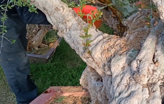 石榴老桩盆景树干怎么防虫防腐