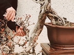 石榴老桩盆景树干怎么防虫防腐