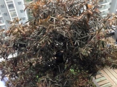 干枯的罗汉松怎样保护和抢救