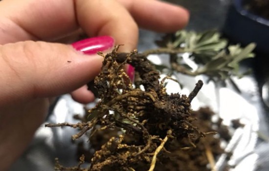 罗汉松枯死图片