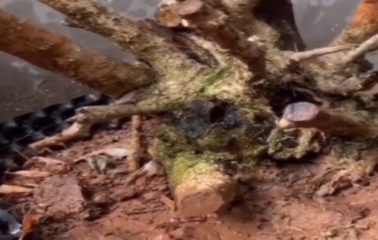 黄杨树缺水干枯后能救活吗2