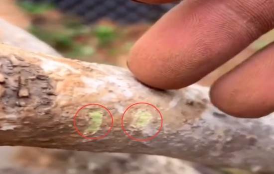 黄杨树缺水干枯后能救活吗1