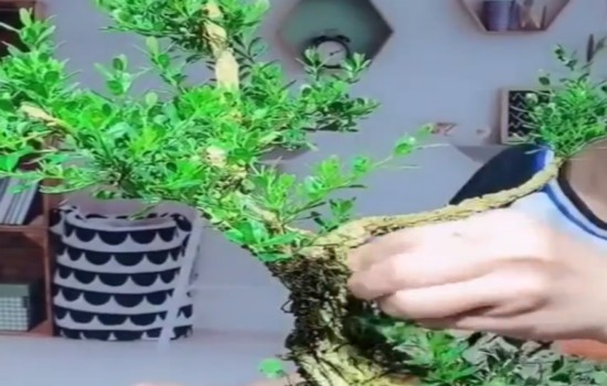 黄杨盆景枝条快速增粗要得法