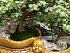 为什么花店养的金枝玉叶比你养的更好看