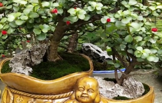 为什么花店养的金枝玉叶比你养的更好看