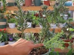 罗汉松盆景的养护方法和注意事项