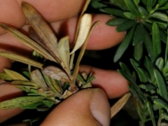 罗汉松出现死枝是什么原因