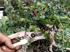 黄杨盆景枝叶枯死怎么办
