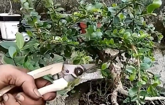 黄杨盆景枝叶枯死怎么办