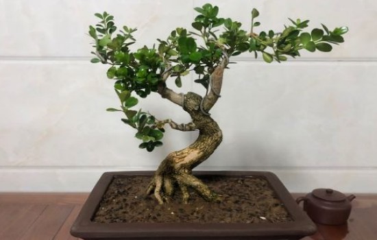 黄杨枝条裂开了怎么办