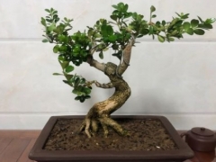黄杨枝条裂开了怎么办