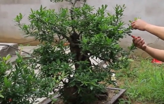 石榴徒长枝下压能结果吗