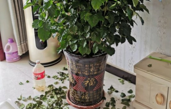 幸福树换盆后掉叶子是怎么回事