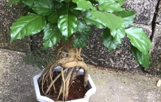 提根幸福树盆景的养护