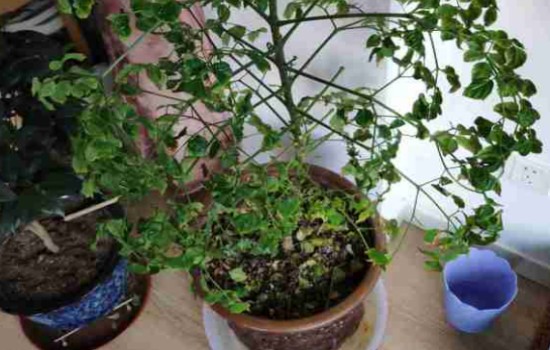 客厅角落里的幸福树枝叶枯黄脱落怎么办