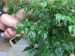 幸福树长得不茂盛怎么办