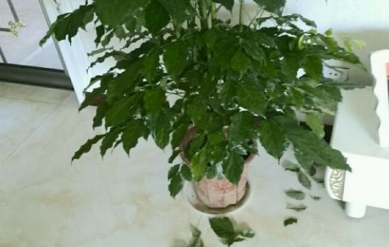 幸福树干旱的掉叶子还有救吗