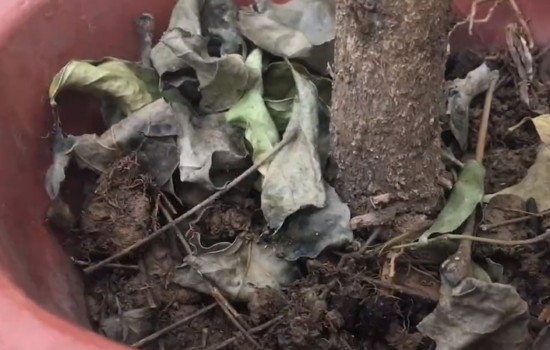 幸福树出现干叶卷叶怎么办