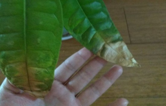 冬天发财树黄叶用什么管用