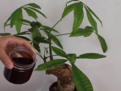 发财树真菌感染怎么办