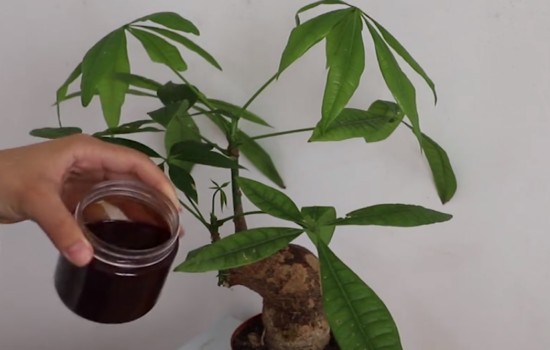 发财树真菌感染怎么办