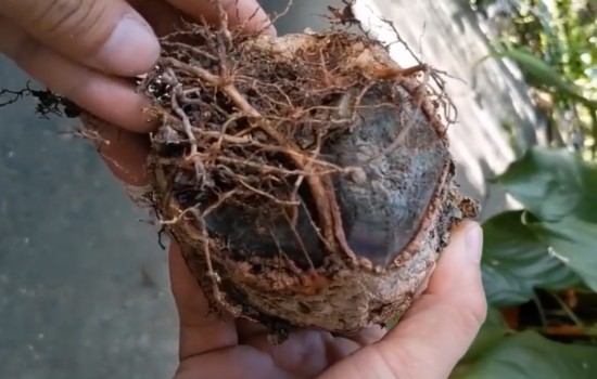 发财树根腐病怎么治