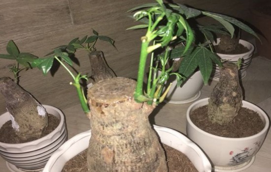 发财树没根了还能活吗