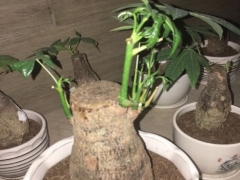 发财树没根了还能活吗