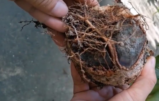 发财树烂根不管它能活吗