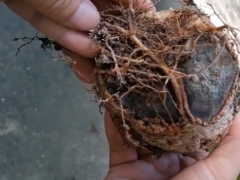 发财树烂根不管它能活吗