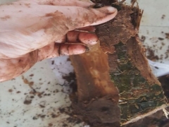 冬天发财树烂根还能脱盆吗