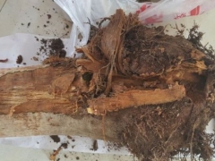 发财树开始烂根还有救吗