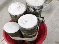 发财树锯掉根部怎么生根