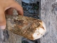 发财树泡多菌灵后晒多久