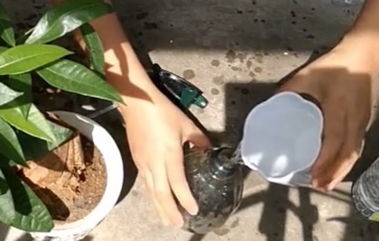 发财树可以喷多菌灵吗