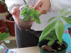水培发财树水里可以放阿司匹林吗