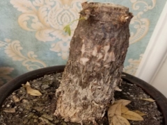 只剩下树干的发财树怎么处理