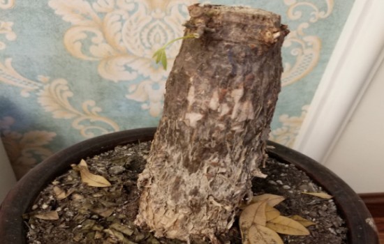 发财树烂顶部不烂根怎么处理