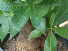 用它来养发财树 植株不烂根不黄叶还枝繁叶茂